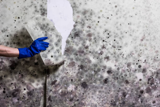 Best Black Mold Remediation in Pleasant Gap, PA
